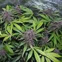 LSD-25 Automat (FastBuds) feminizowane