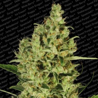 Delahaze (Paradise Seeds) feminizowane
