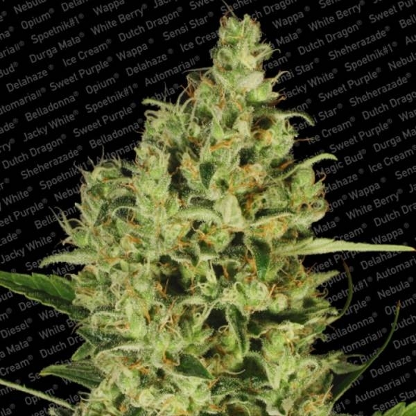 Delahaze (Paradise Seeds) feminizowane
