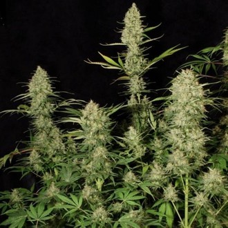 Delahaze (Paradise Seeds) feminizowane