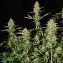 Delahaze (Paradise Seeds) feminizowane