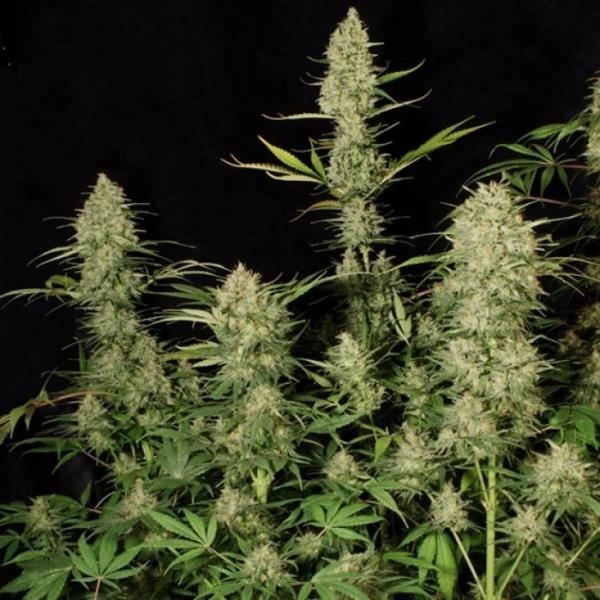Delahaze (Paradise Seeds) feminizowane