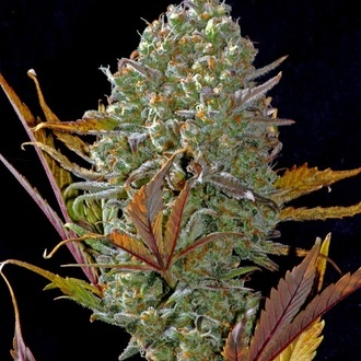 Pineapple Express Automat (FastBuds) feminizowane