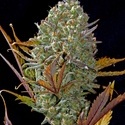 Pineapple Express Automat (FastBuds) feminizowane