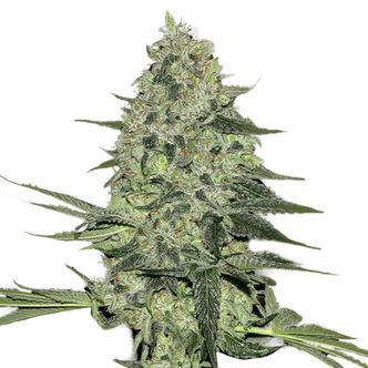 Rhino Ryder Automat (FastBuds) feminizowane