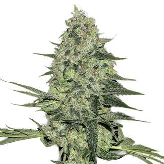 Rhino Ryder Automat (FastBuds) feminizowane