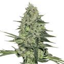 Rhino Ryder Automat (FastBuds) feminizowane