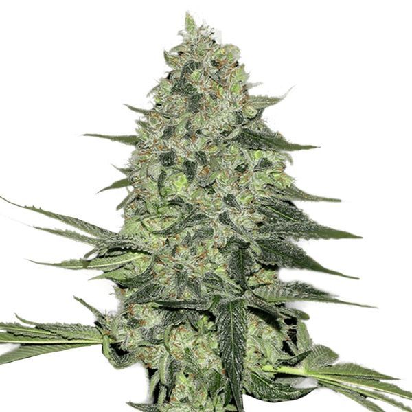 Rhino Ryder Automat (FastBuds) feminizowane