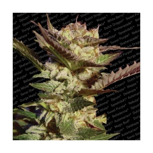 Durga Mata (Paradise Seeds) feminizowane