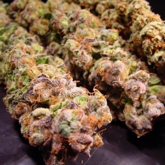 Durga Mata (Paradise Seeds) feminizowane