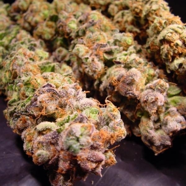 Durga Mata (Paradise Seeds) feminizowane