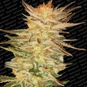 Ice Cream (Paradise Seeds) feminizowane