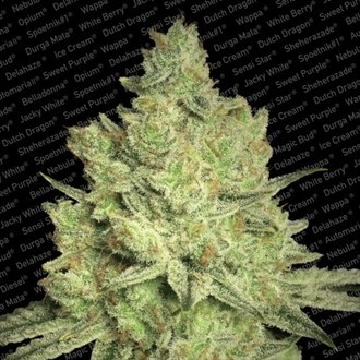 Jacky White (Paradise Seeds) nasiona marihuany feminizowane