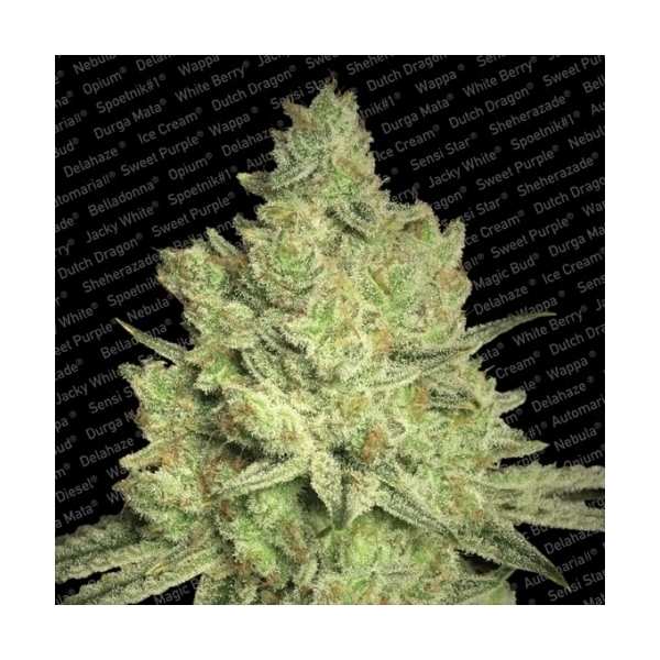 Jacky White (Paradise Seeds) nasiona marihuany feminizowane