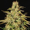 Jacky White (Paradise Seeds) nasiona marihuany feminizowane