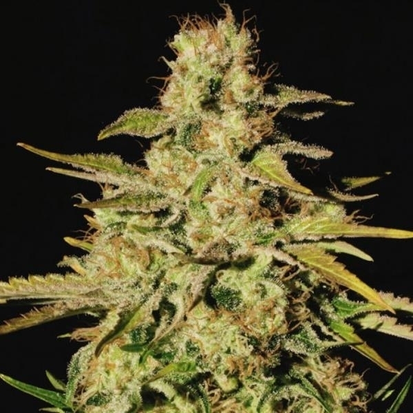 Jacky White (Paradise Seeds) nasiona marihuany feminizowane
