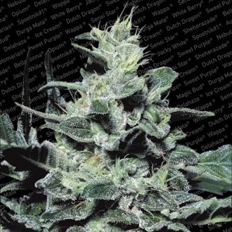 Nebula (Paradise Seeds) feminizowane