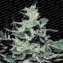 Nebula (Paradise Seeds) feminizowane