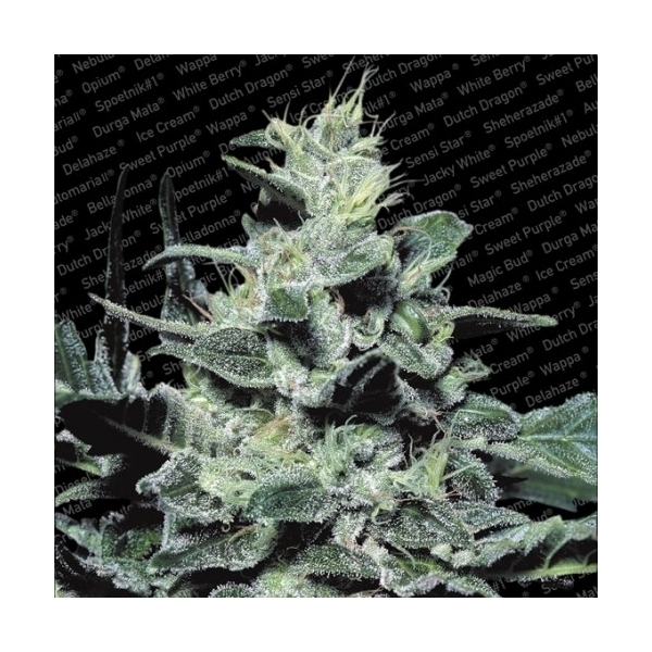 Nebula (Paradise Seeds) feminizowane