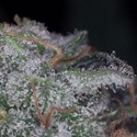 Nebula (Paradise Seeds) feminizowane