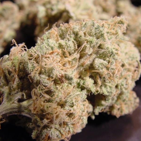 Nebula (Paradise Seeds) feminizowane