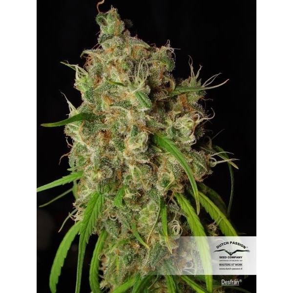 Desfrán (Dutch Passion) feminizowane