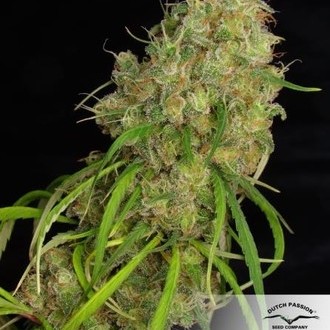 Desfrán (Dutch Passion) feminizowane