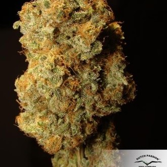 Desfrán (Dutch Passion) feminizowane