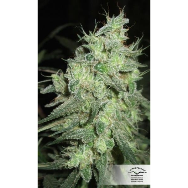 Desfrán (Dutch Passion) feminizowane