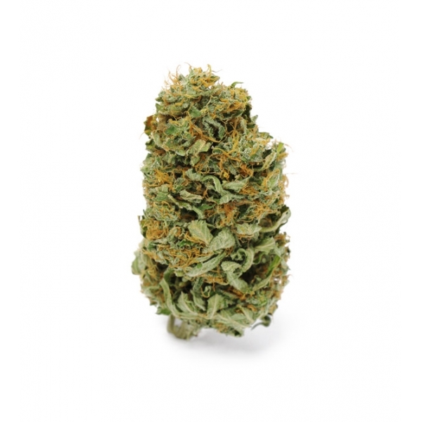 Amnesia Haze (Zamnesia Seeds) feminizowane