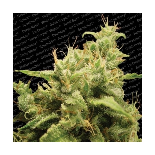 Opium (Paradise Seeds) feminizowane