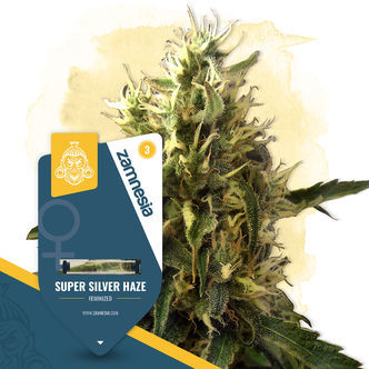 Super Silver Haze (Zamnesia Seeds) feminizowane