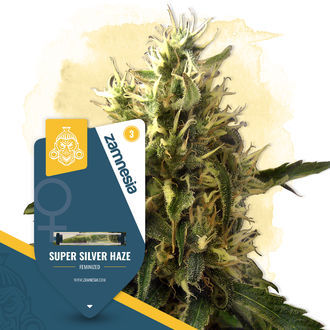 Super Silver Haze (Zamnesia Seeds) feminizowane