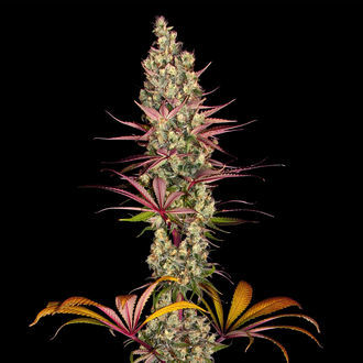 Blue Dream (Zamnesia Seeds) feminizowane