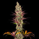 Blue Dream (Zamnesia Seeds) feminizowane