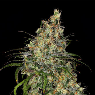 Blue Dream (Zamnesia Seeds) feminizowane