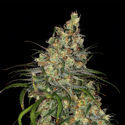 Blue Dream (Zamnesia Seeds) feminizowane