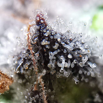 Blue Dream (Zamnesia Seeds) feminizowane