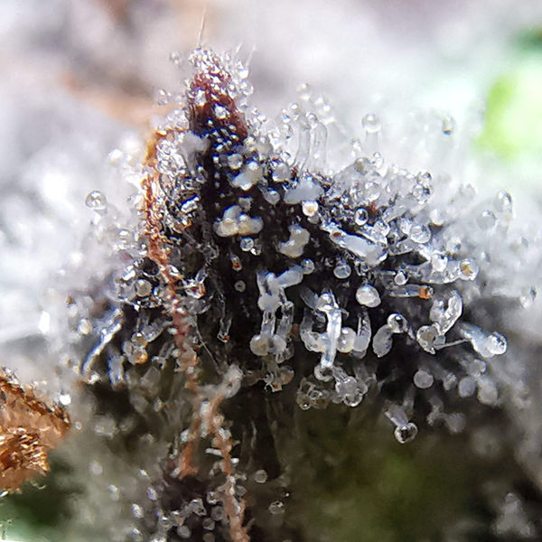 Blue Dream (Zamnesia Seeds) feminizowane