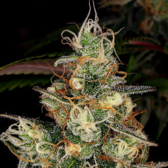 Blue Dream (Zamnesia Seeds) feminizowane