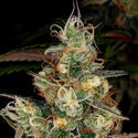 Blue Dream (Zamnesia Seeds) feminizowane