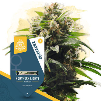 Northern Lights (Zamnesia Seeds) feminizowane