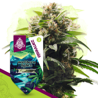 Northern Lights (Zamnesia Seeds) feminizowane