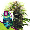 Northern Lights (Zamnesia Seeds) feminizowane