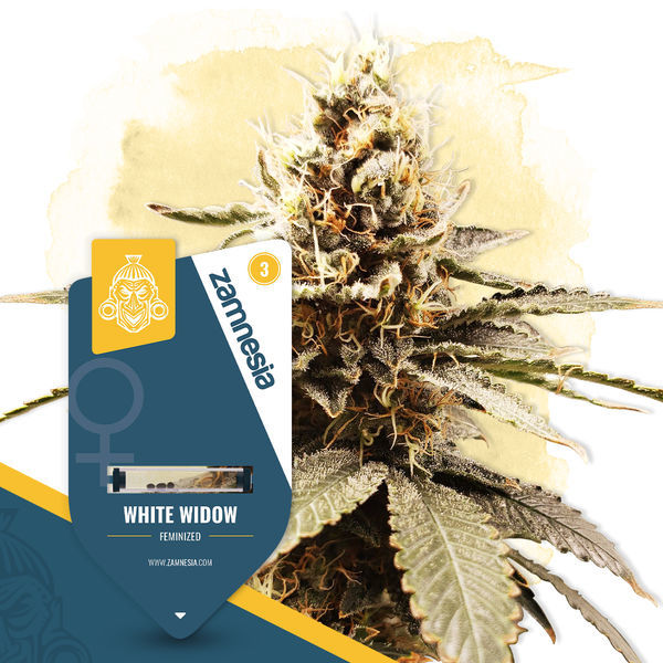 White Widow (Zamnesia Seeds) feminizowane