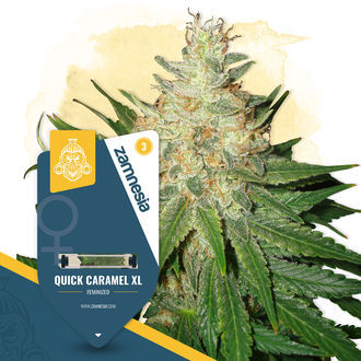 Quick Caramel XL (Zamnesia Seeds) feminizowane