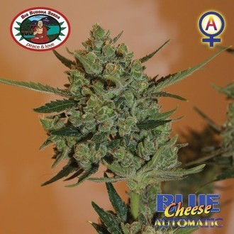 Blue Cheese Automat (Big Buddha Seeds) nasiona marihuany feminizowane