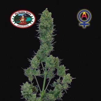 Blue Cheese Automat (Big Buddha Seeds) nasiona marihuany feminizowane