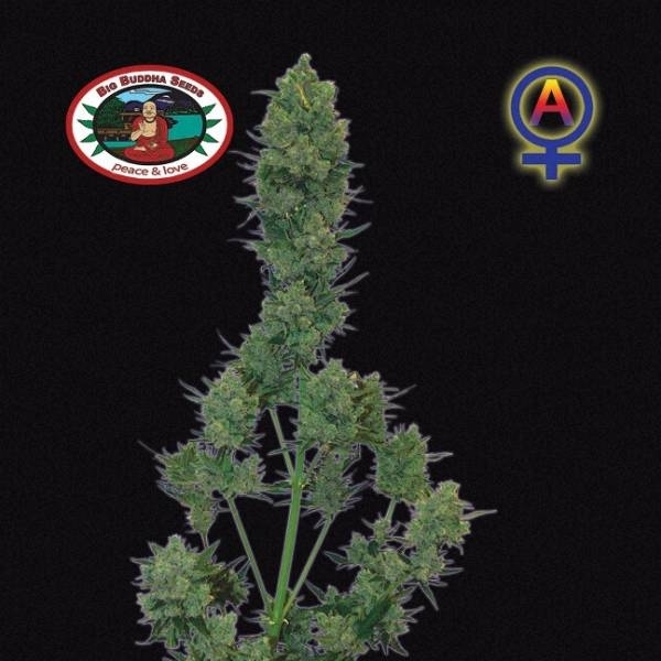 Blue Cheese Automat (Big Buddha Seeds) nasiona marihuany feminizowane
