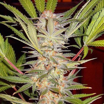 S.A.D. - F1 Fast Version (Sweet Seeds) feminizowane